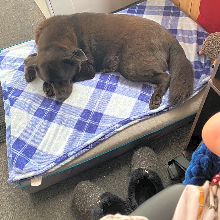 Photo of Lucky
