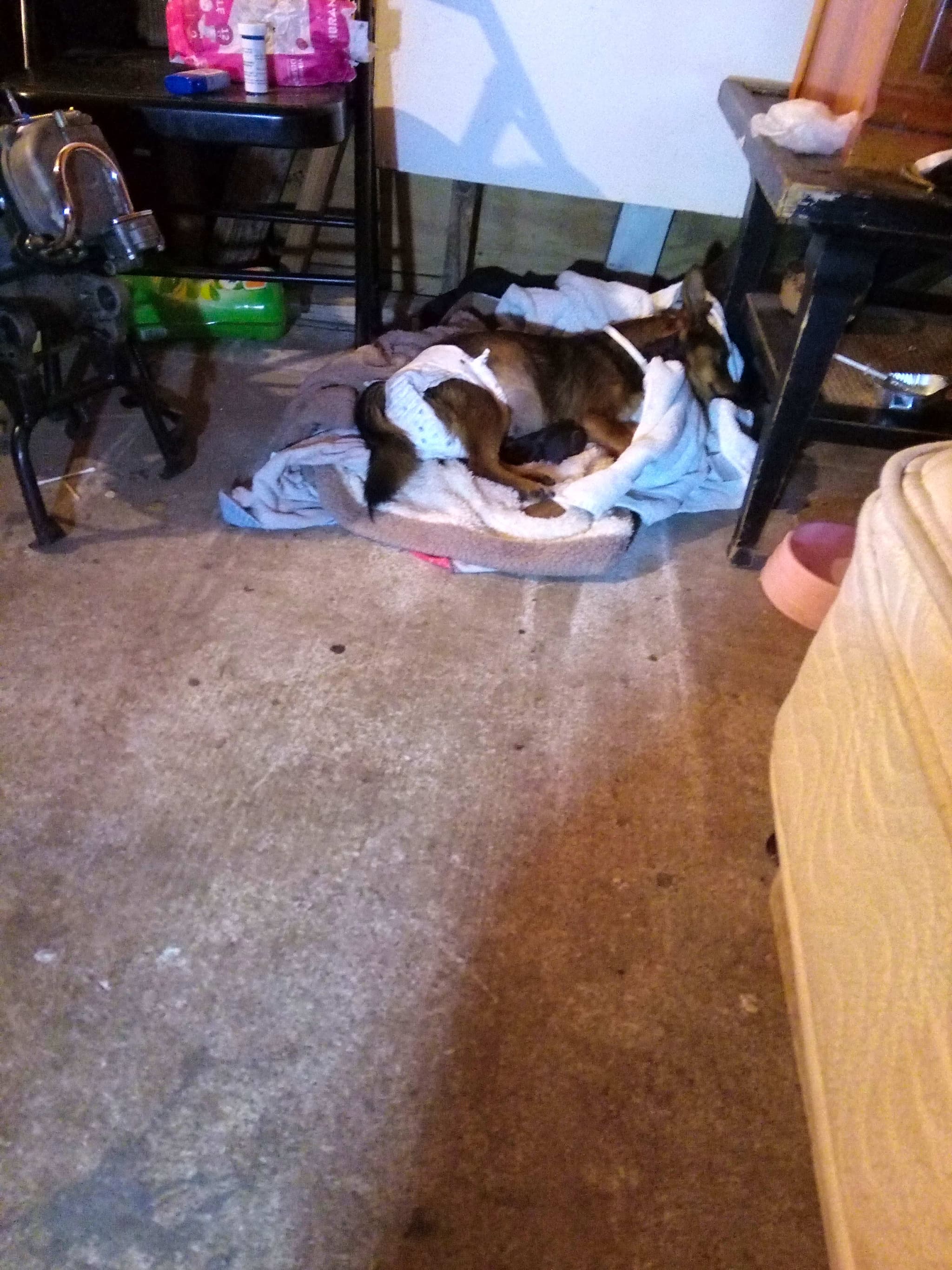 Photo of Queenie