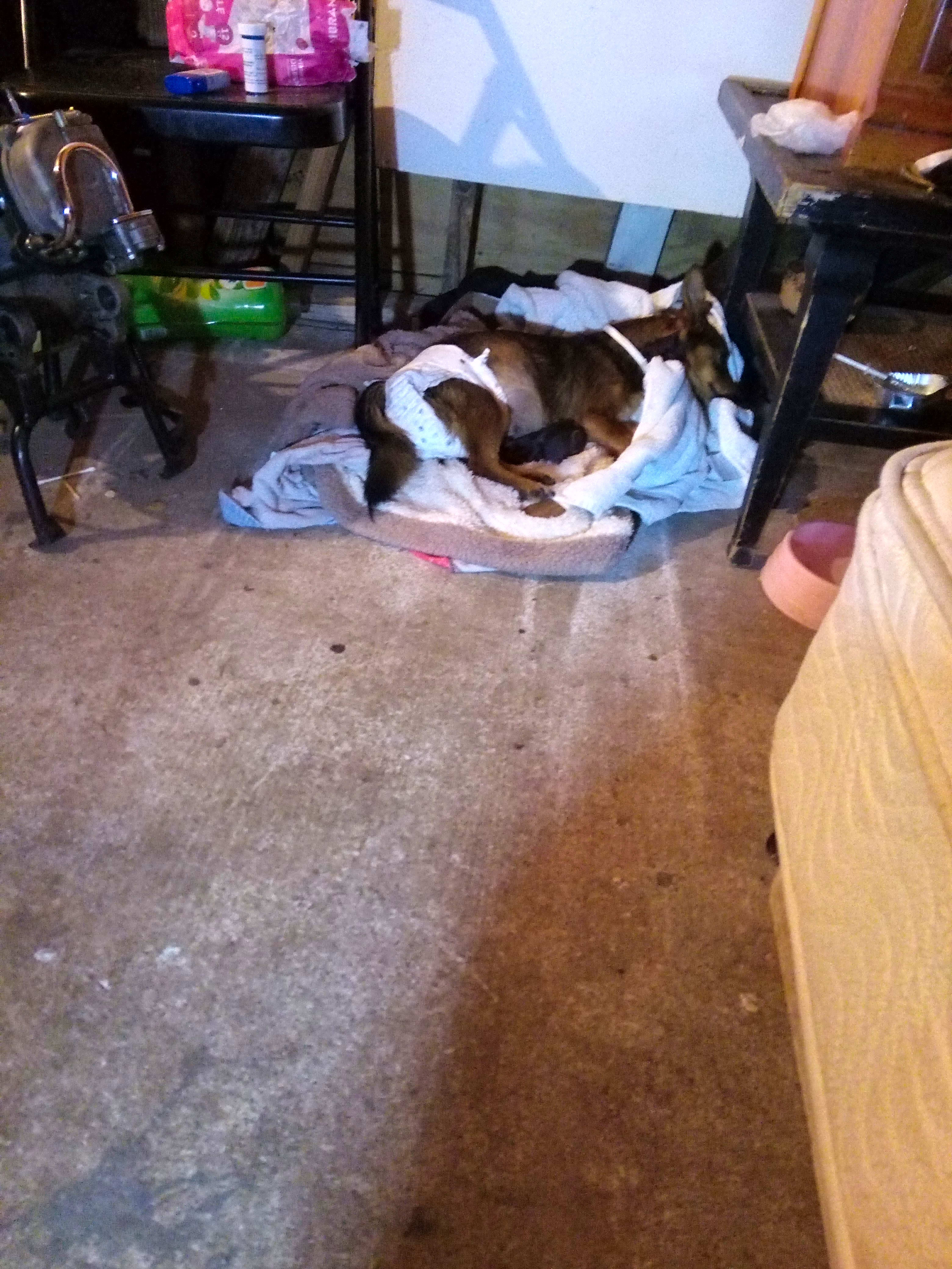 Photo of Queenie