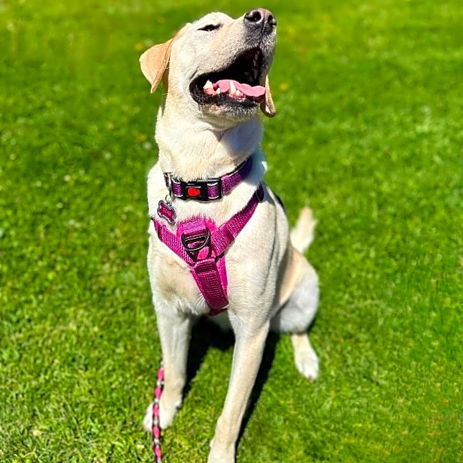 Photo of Star
