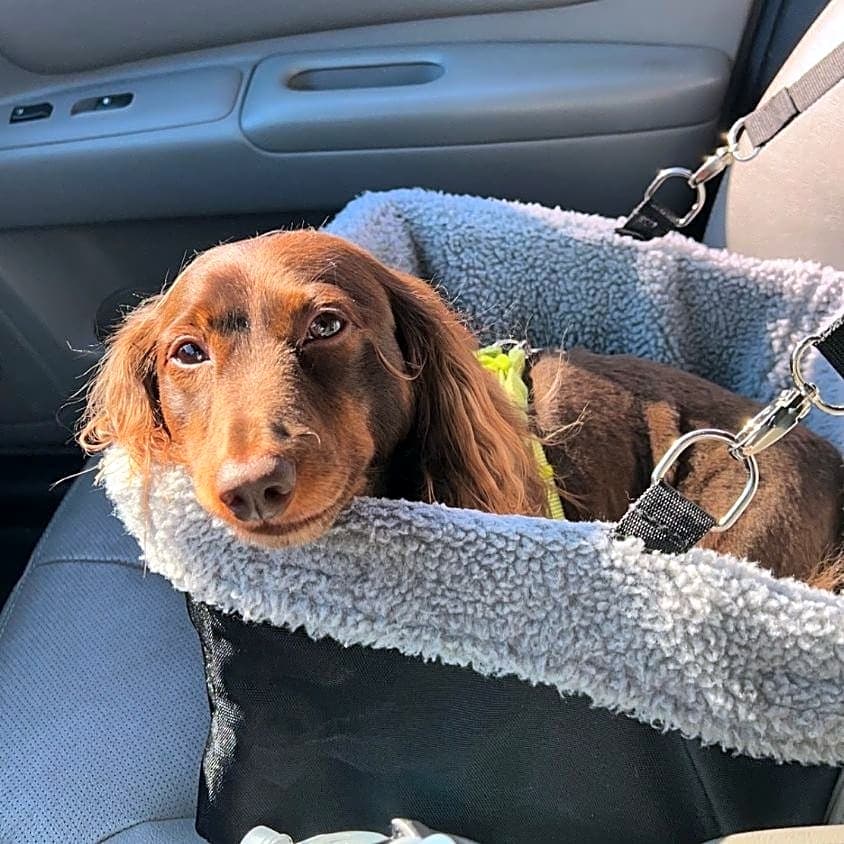 Photo of Jasper