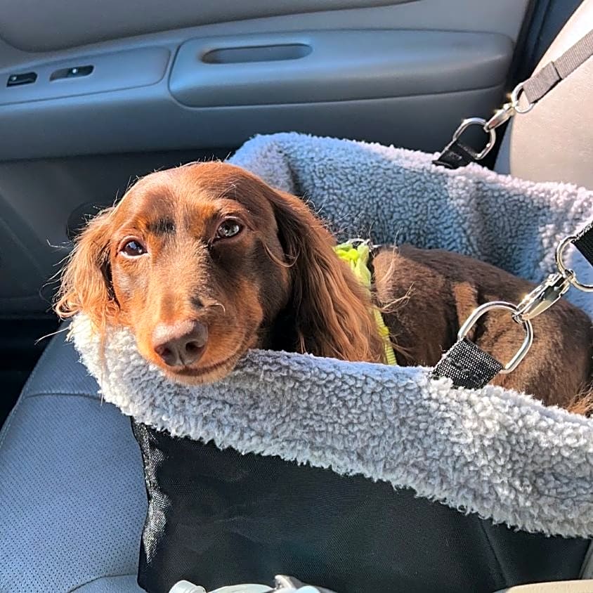 Photo of Jasper