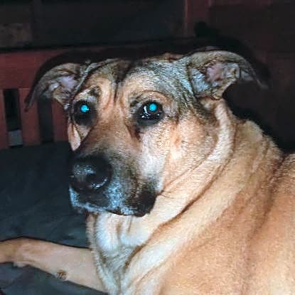 Photo of Levi