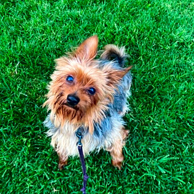 Photo of Noodle