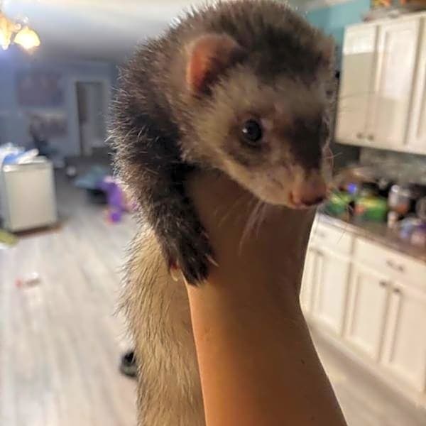 Photo of Cranberry