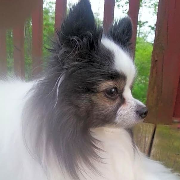 Photo of Princess