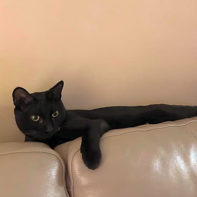 Photo of BooBoo Kitty