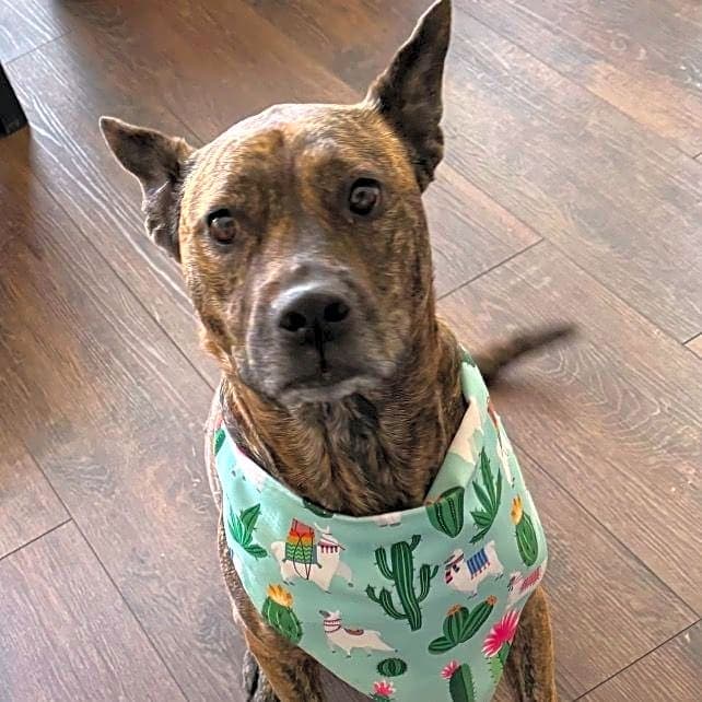 Photo of Kona