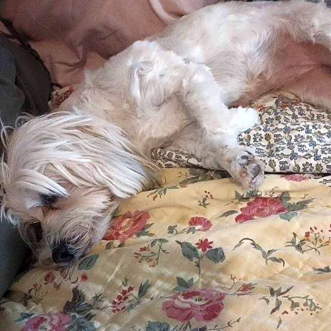 Photo of Missy