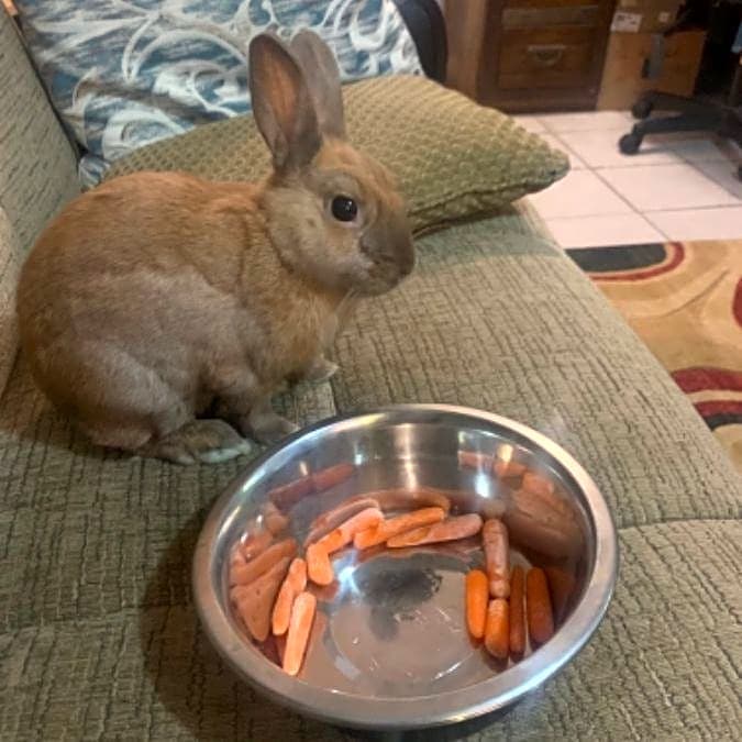 Photo of BunBun
