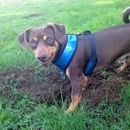 Photo of Tucker
