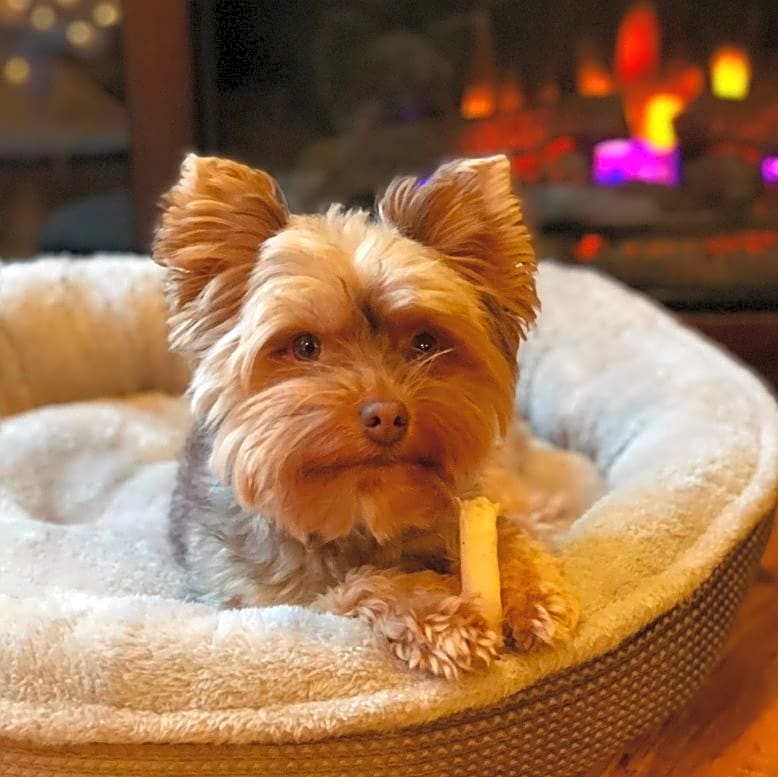 Photo of Chewy