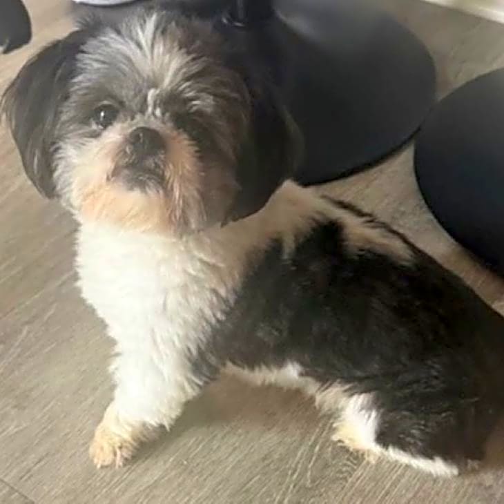 Photo of Momo