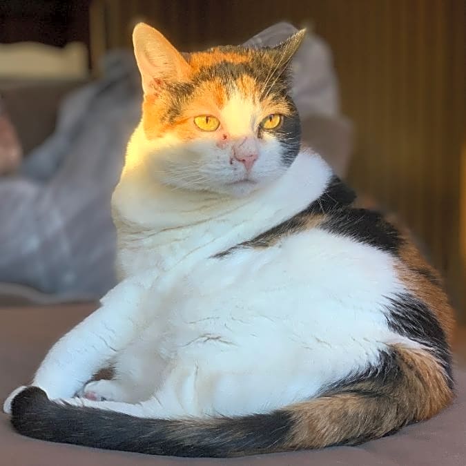 Photo of Lilly