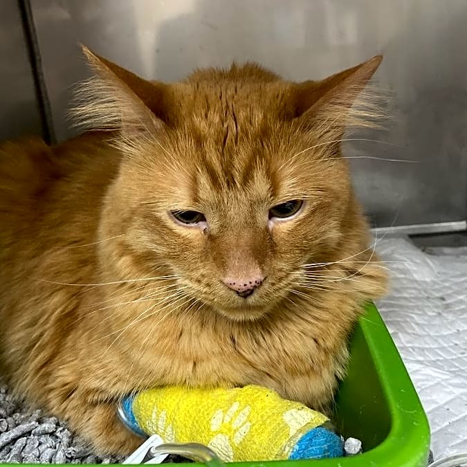 Photo of Marmalade