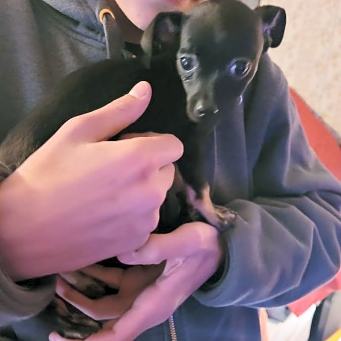 Photo of Bear