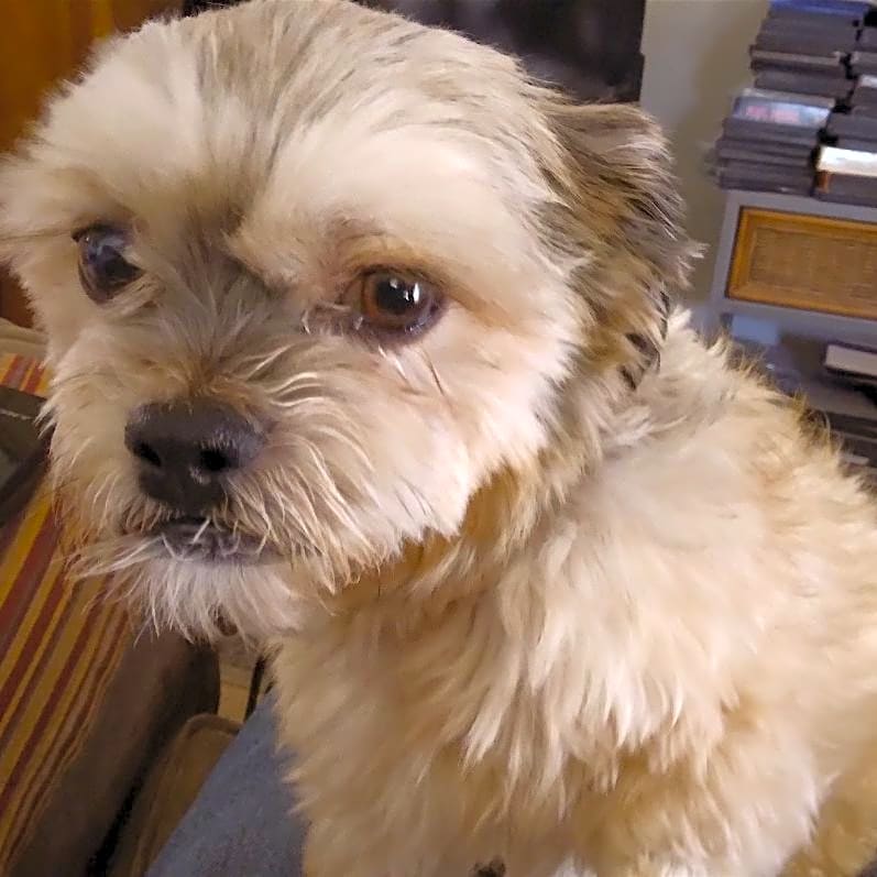 Photo of Lucky