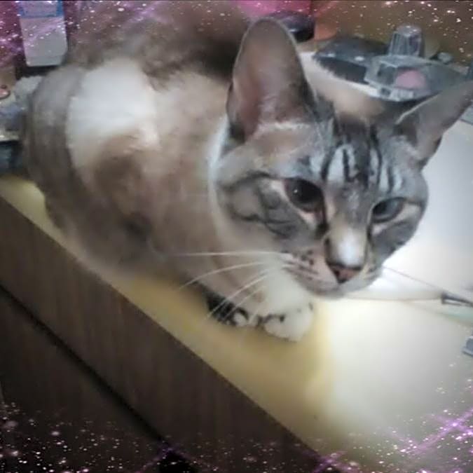 Photo of Junior