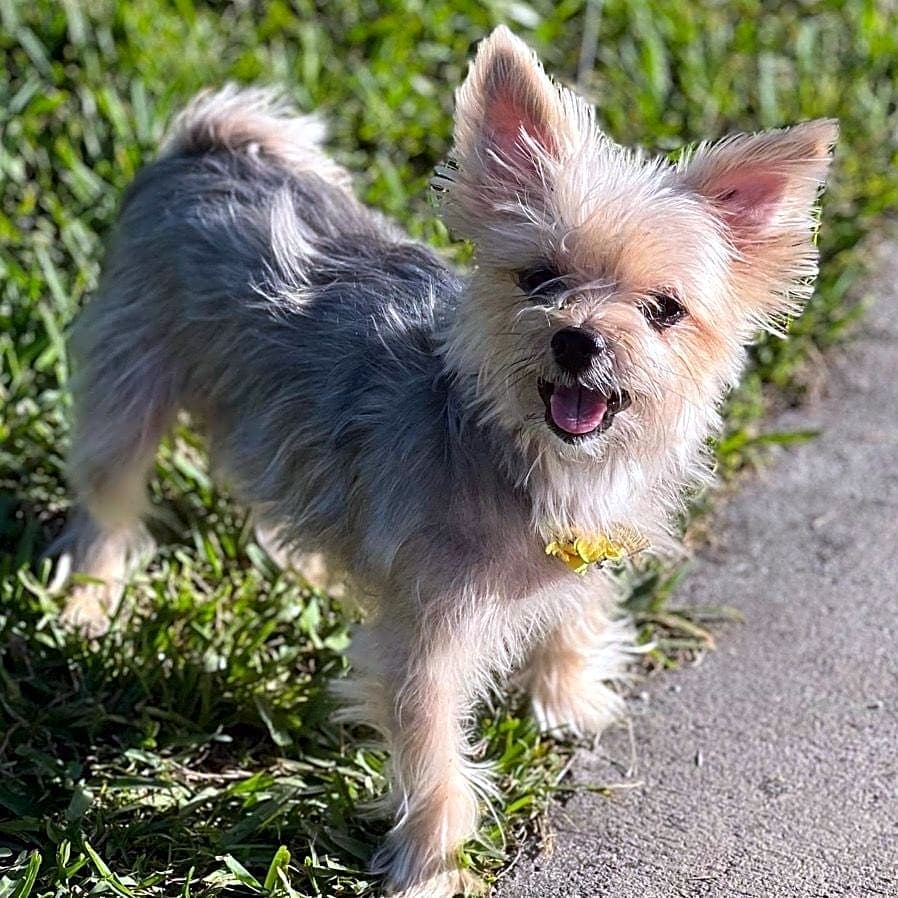 Photo of Bella Barks-Alot