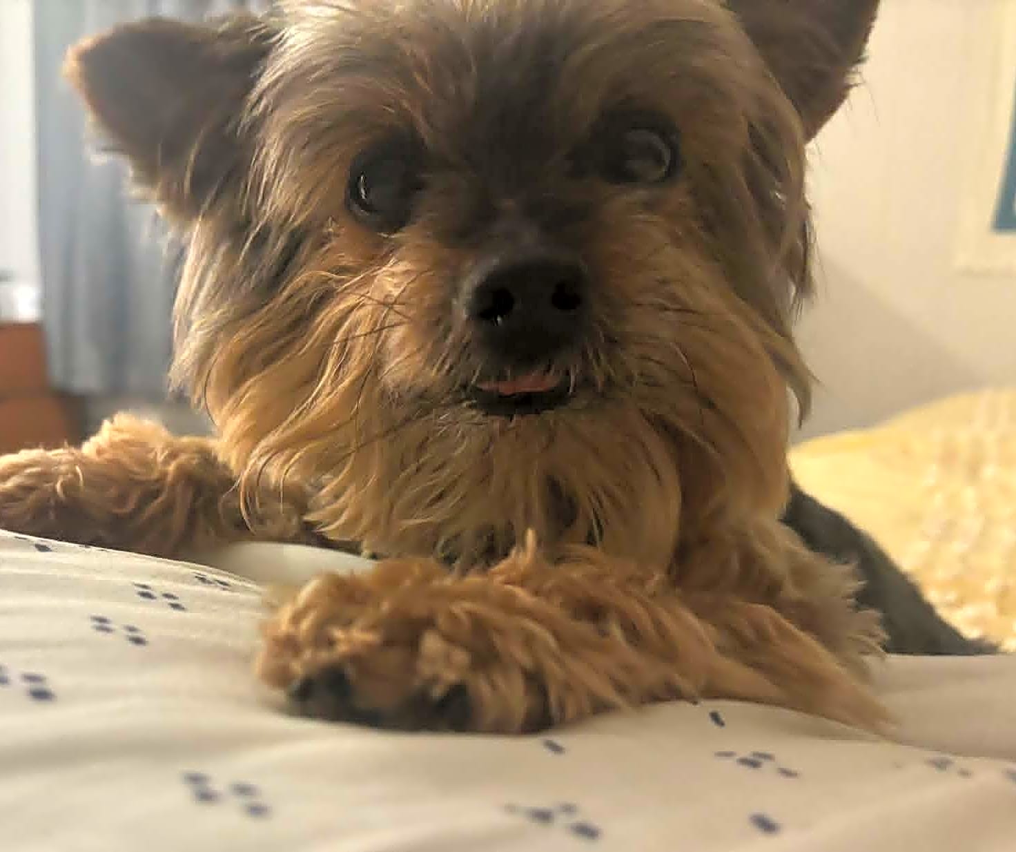 Photo of Cocoa