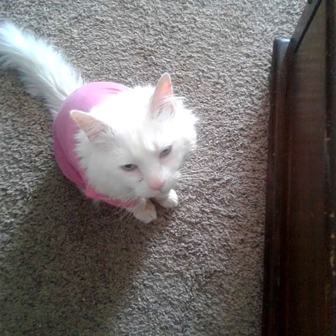 Photo of Angel