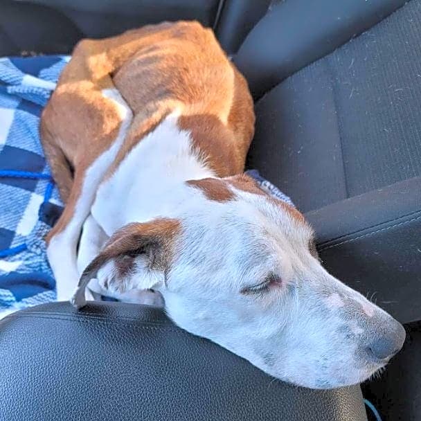 Photo of Lucky