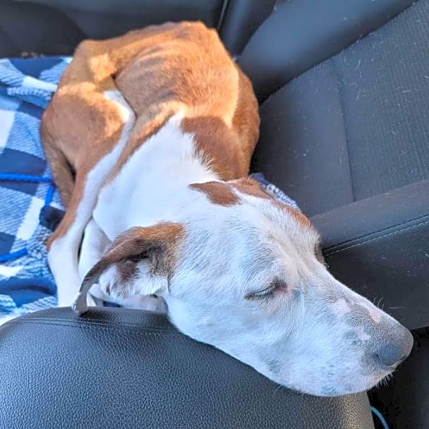 Photo of Lucky