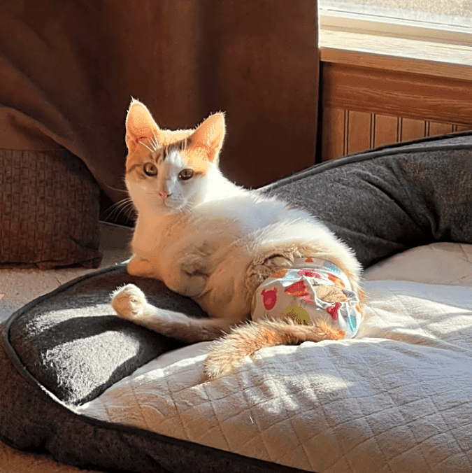 Photo of Polly