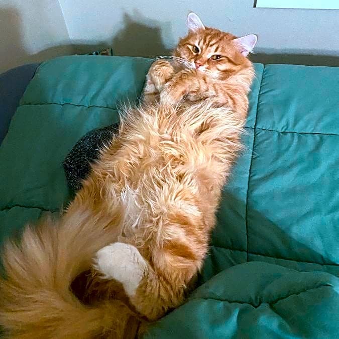 Photo of Beans