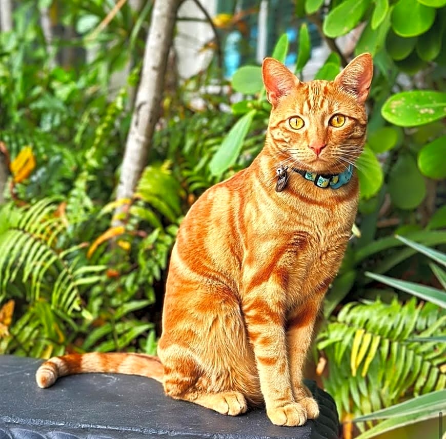 Photo of Mango