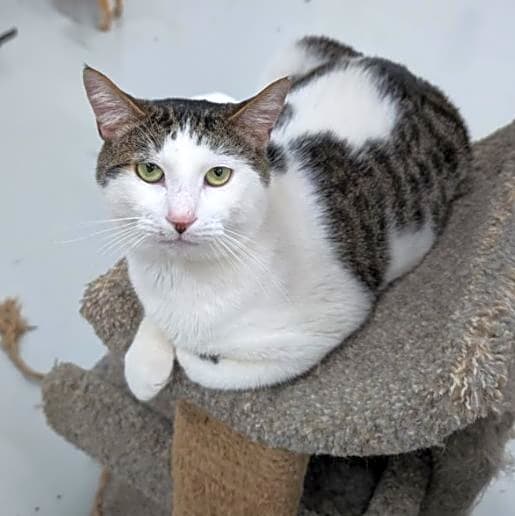 Photo of Maverick