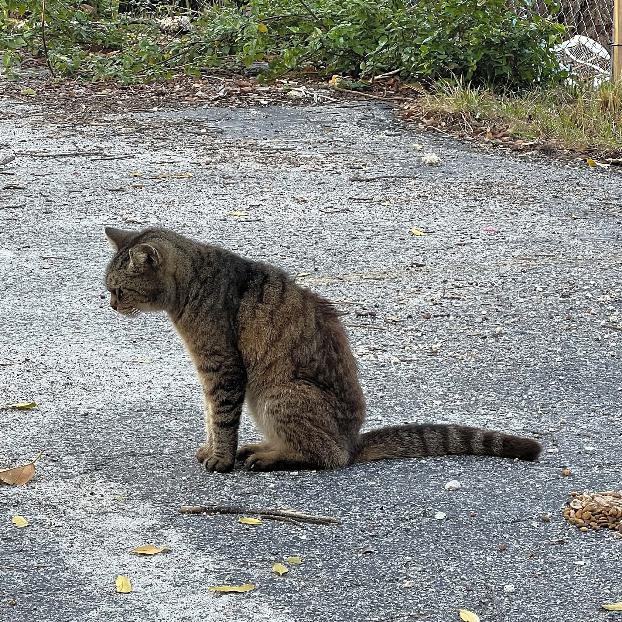 Photo of Penny