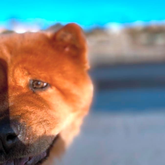 Photo of Honey
