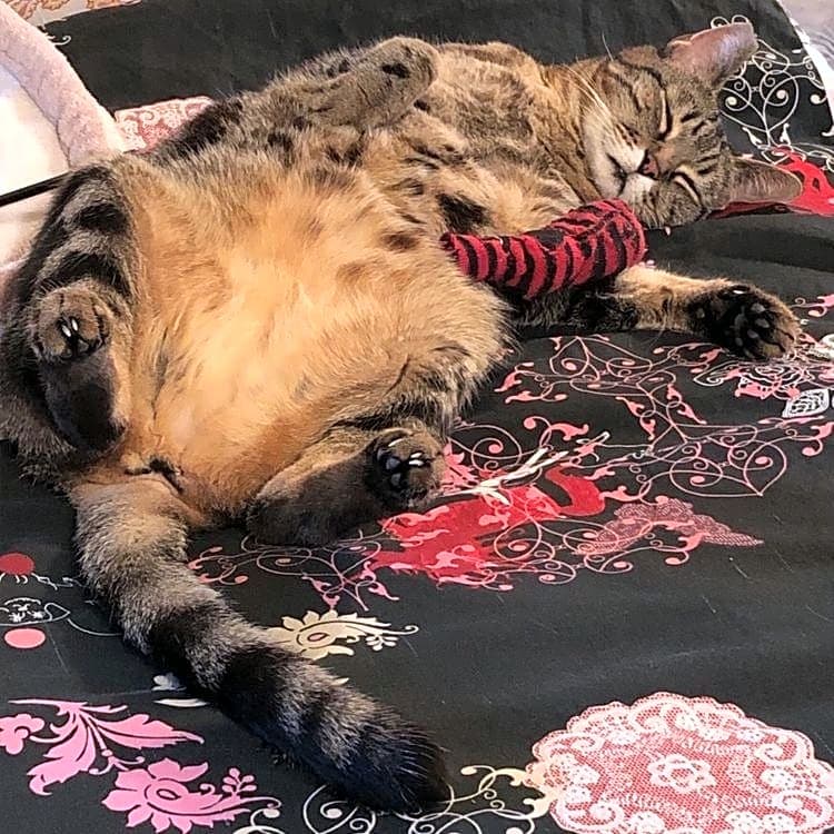 Photo of Athena
