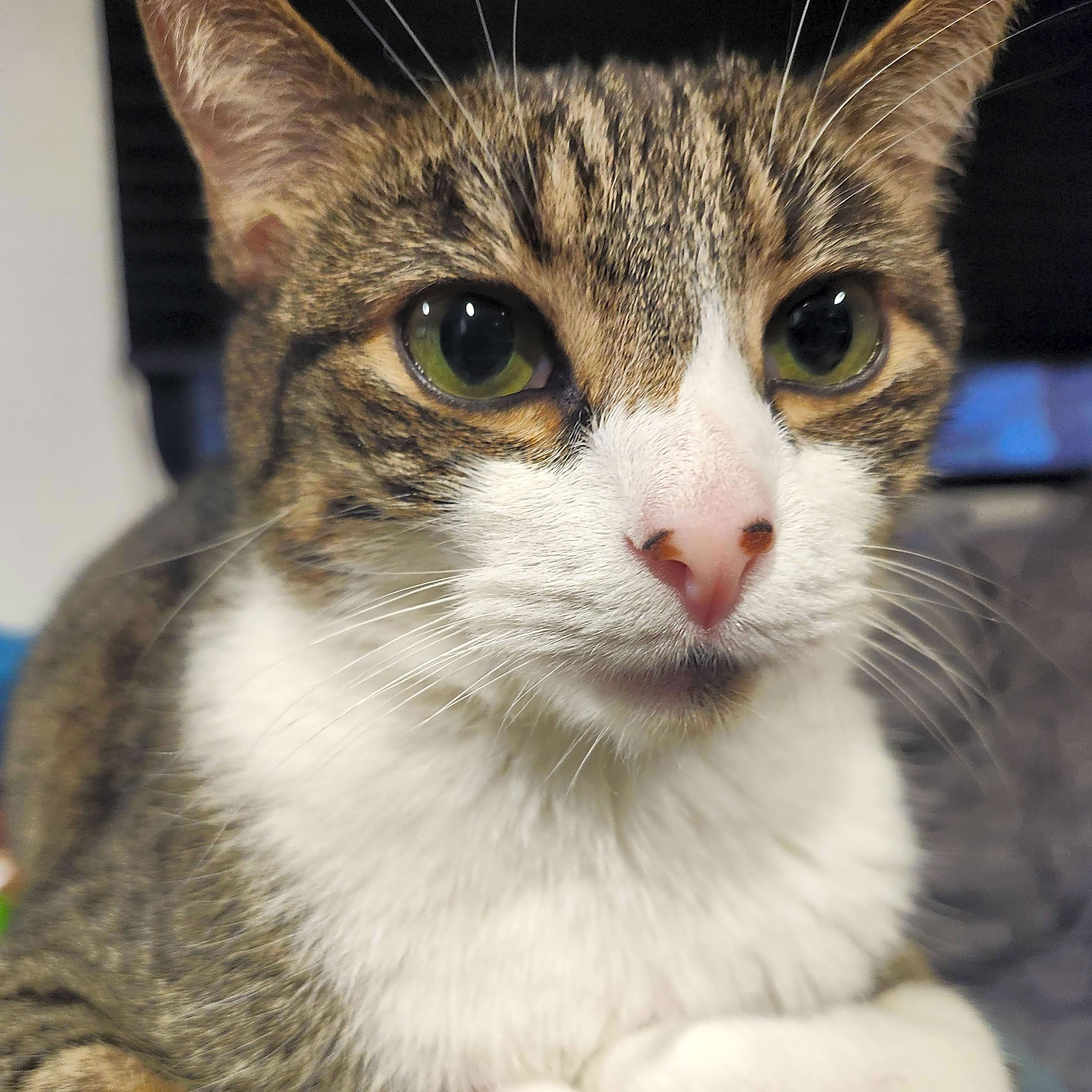 Photo of Chevy
