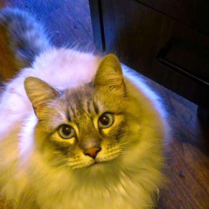 Photo of Suza