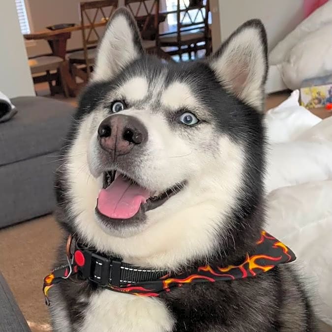 Photo of Kodi