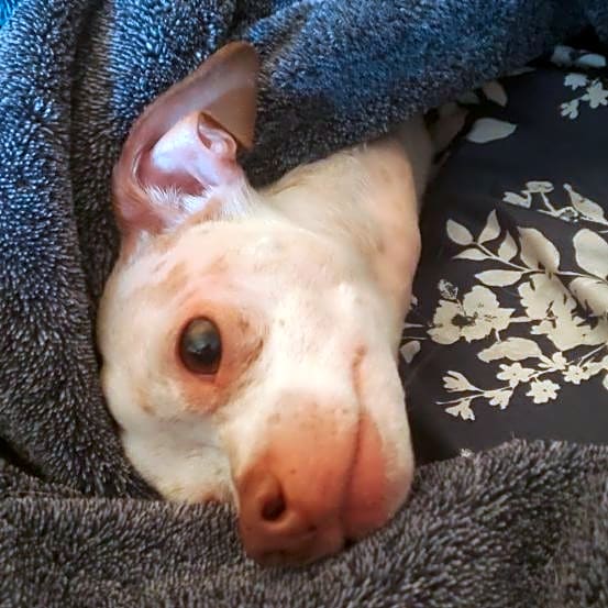 Photo of Rocko