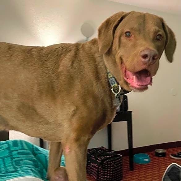 Photo of Ziggy