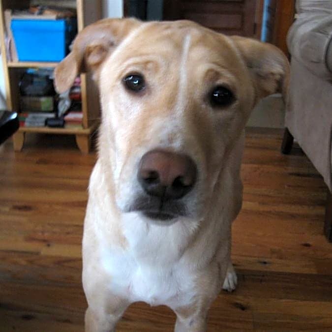 Photo of Biscuit