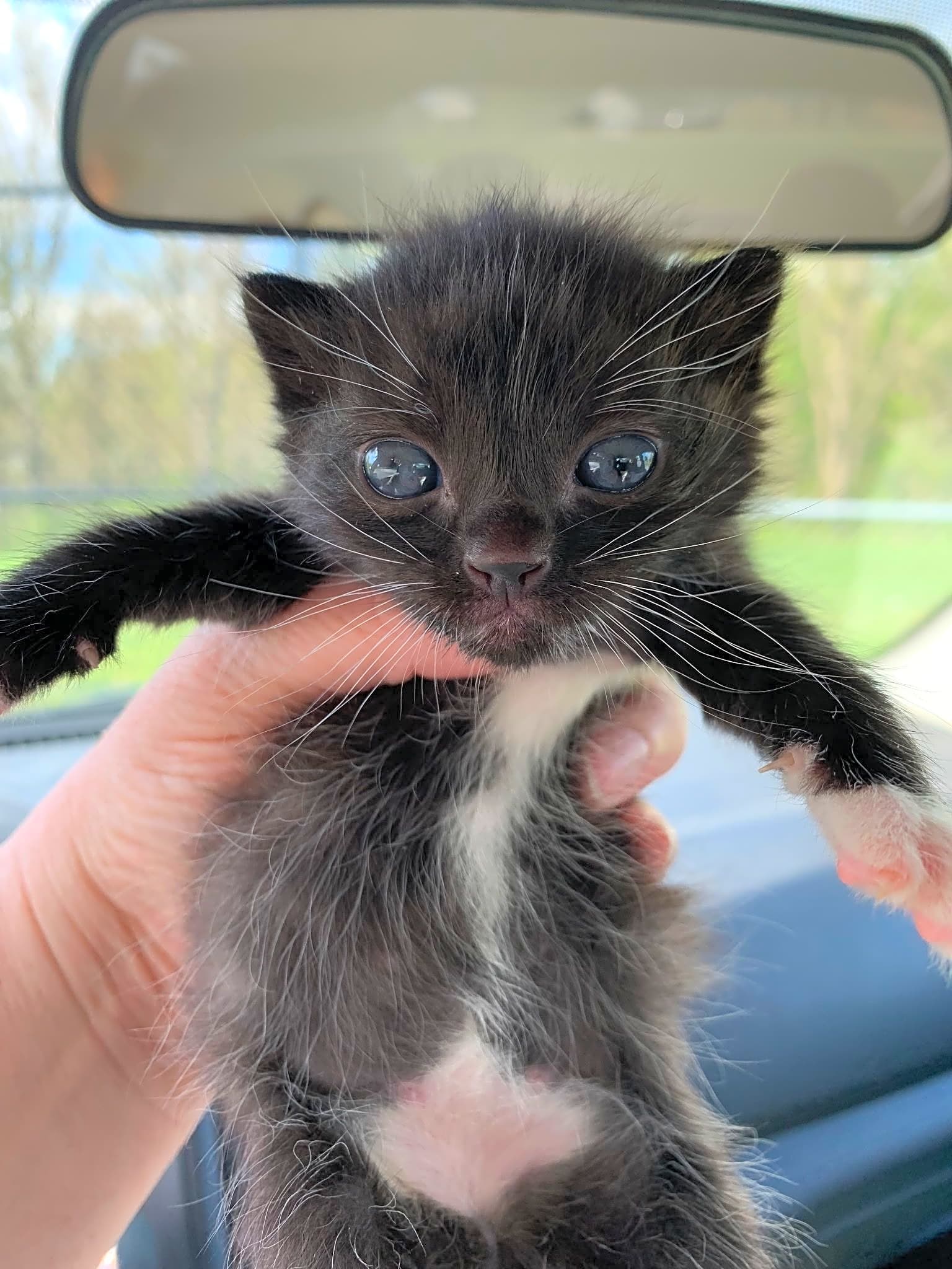 Photo of Spay & Neuter