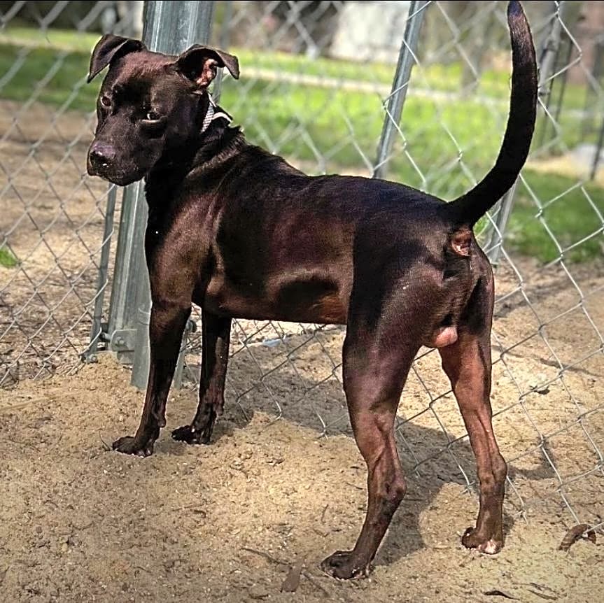 Photo of God's Paws Rescue