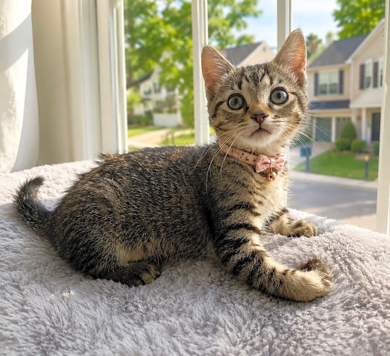 Photo of Clover
