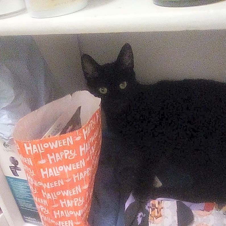 Photo of Luna