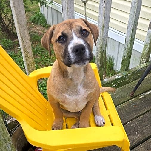 Photo of Champ