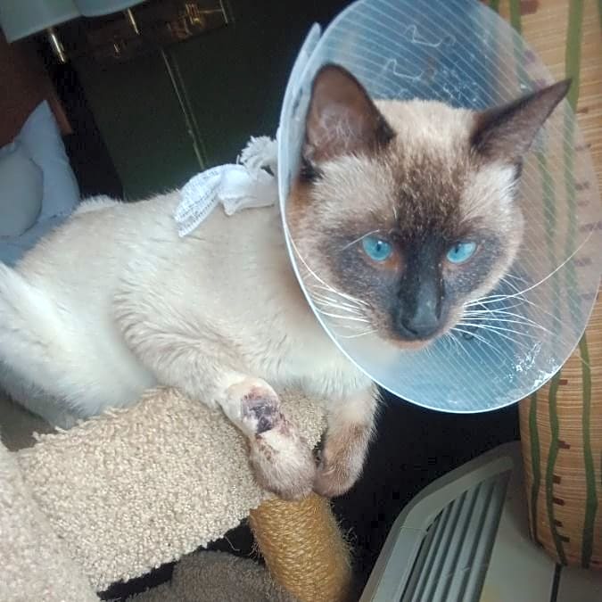 Photo of Kiki