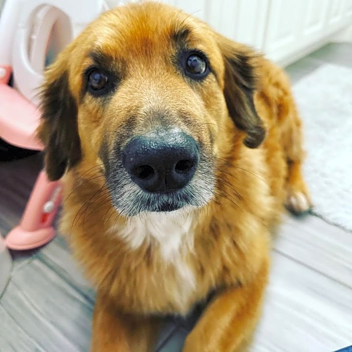 Photo of Bentley
