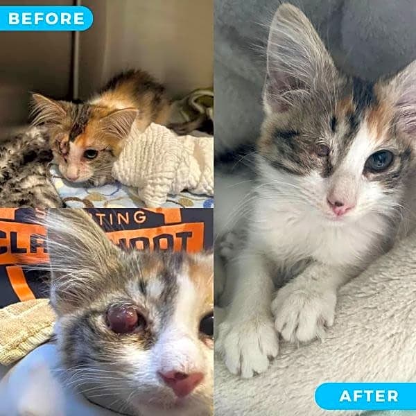 Photo of Piper