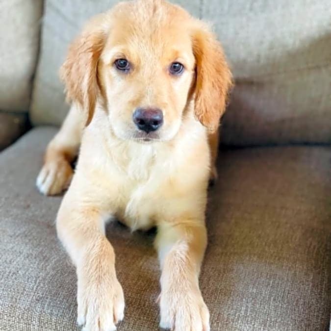 Photo of Bella
