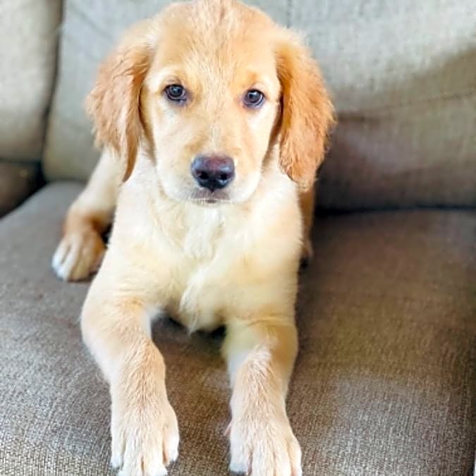 Photo of Bella